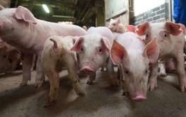 Эстонское свиноводство оказалось в сложном положении