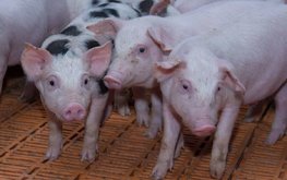 Минсельхоз: Россия обеспечит стабильные объёмы производства продукции животноводства