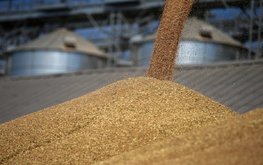Зерновой союз просит Путина срочно отменить пошлины на экспорт зерна и масличных