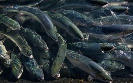 Производство товарной рыбы выросло на Ставрополье по итогам 2021 года
