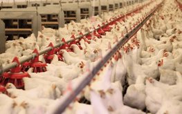 Минсельхоз: в Кабардино-Балкарии в структуре производства мяса лидирует птица