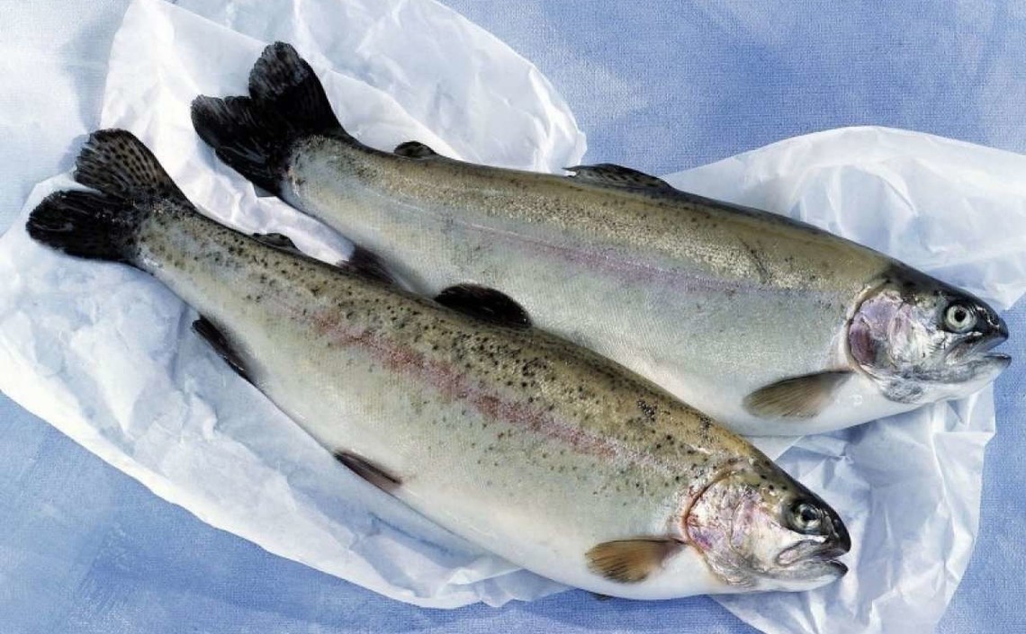 На Ставрополье планируют выращивать морскую форель