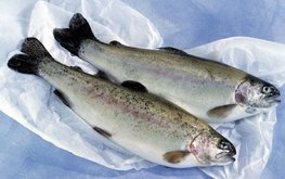 На Ставрополье планируют выращивать морскую форель
