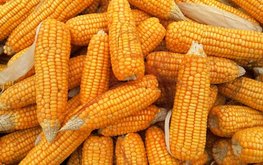 Бразилия может стать вторым мировым лидером по кукурузе при условии поставки удобрений