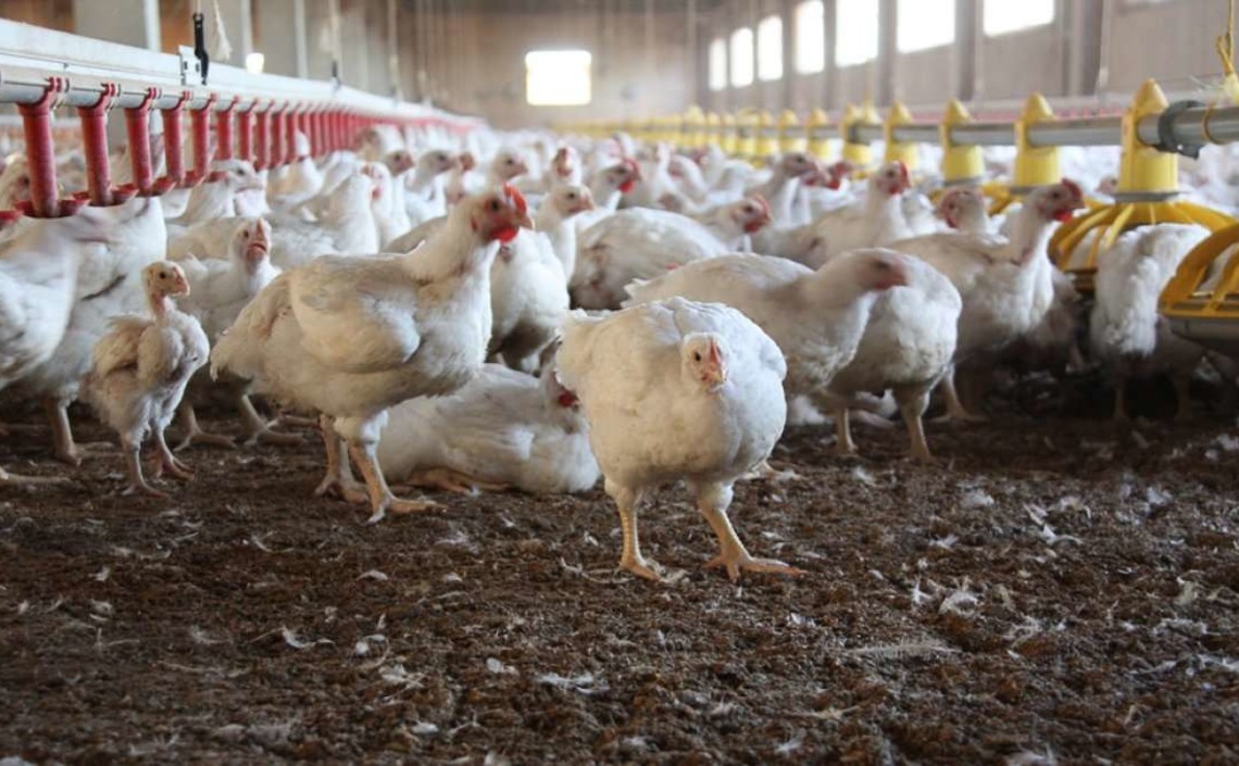 Птицеводы заявили о сроках выхода на 100% обеспеченность племенной продукцией