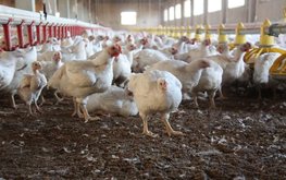 Птицеводы заявили о сроках выхода на 100% обеспеченность племенной продукцией