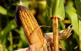 Европе не хватает кукурузы с Украины