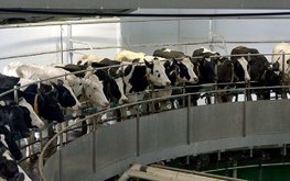 В Челябинской области заработал новый современный молочный комплекс