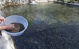 Аквакультуру обещают не оставить без кормов