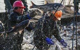 Корея хочет увеличить &laquo;рыбную&raquo; отдачу от рек и озер