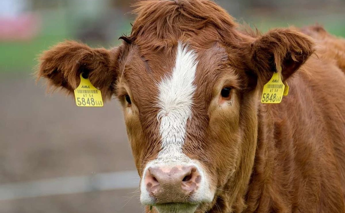 Производство продукции животноводства в январе-феврале 2022 года выросло