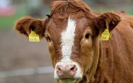 Производство продукции животноводства в январе-феврале 2022 года выросло
