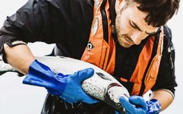 Нутрицевтики привносят новый прогресс в стратегию лечения лосося