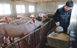 Китайские свиноводы несут убытки из-за роста цен на корма