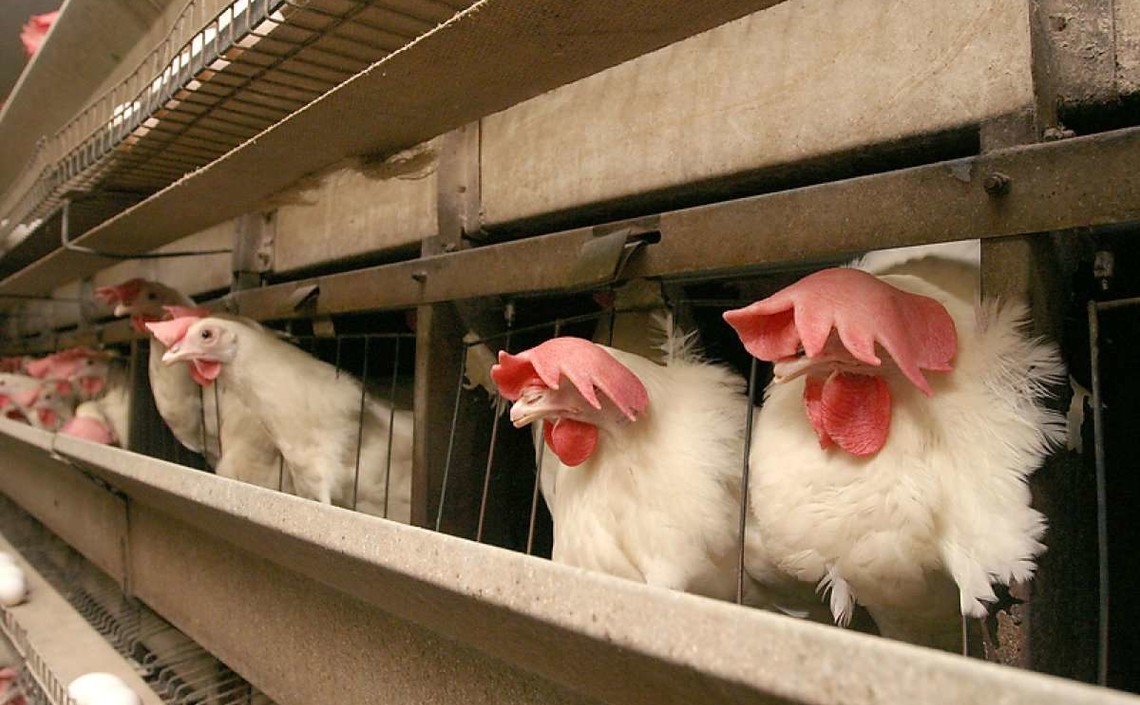 Синявинская птицефабрика построит в Ленобласти племенной репродуктор