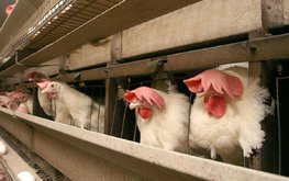 Синявинская птицефабрика построит в Ленобласти племенной репродуктор