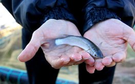 Пиленгаса удалось вырастить в пресной воде
