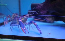 "Агро-Матик" на выставке AquaPro Expo