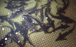 На Вологодчине создаются условия для развития биотехнологий