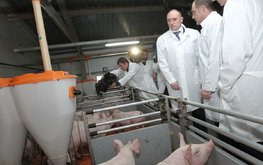 Свиноводческие комплексы Челябинской области продолжают развиваться