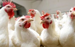 Птицефабрикам Казахстана нечем кормить птицу