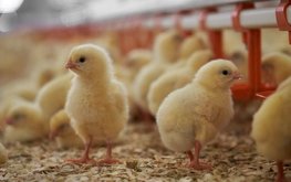 Себестоимость продукции птицеводства выросла на 16% за три месяца