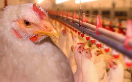 Казанские ученые разрабатывают высокоэффективные кормовые добавки