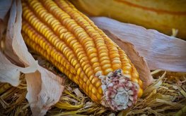 Цены на кукурузу и сою близки к рекордам
