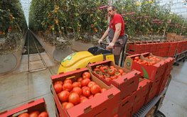 В Липецкой области растёт производство продукции сельского хозяйства