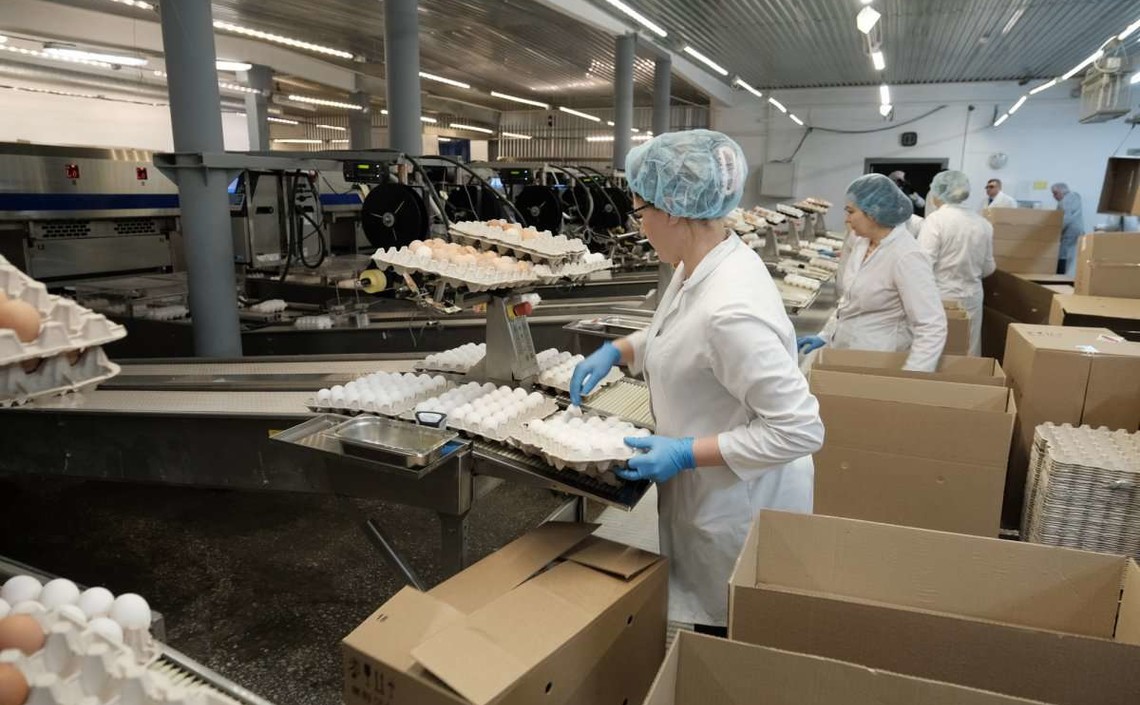 В Новосибирской области растёт производство мяса птицы и яиц ускоренными темпами
