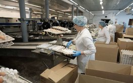 В Новосибирской области растёт производство мяса птицы и яиц ускоренными темпами