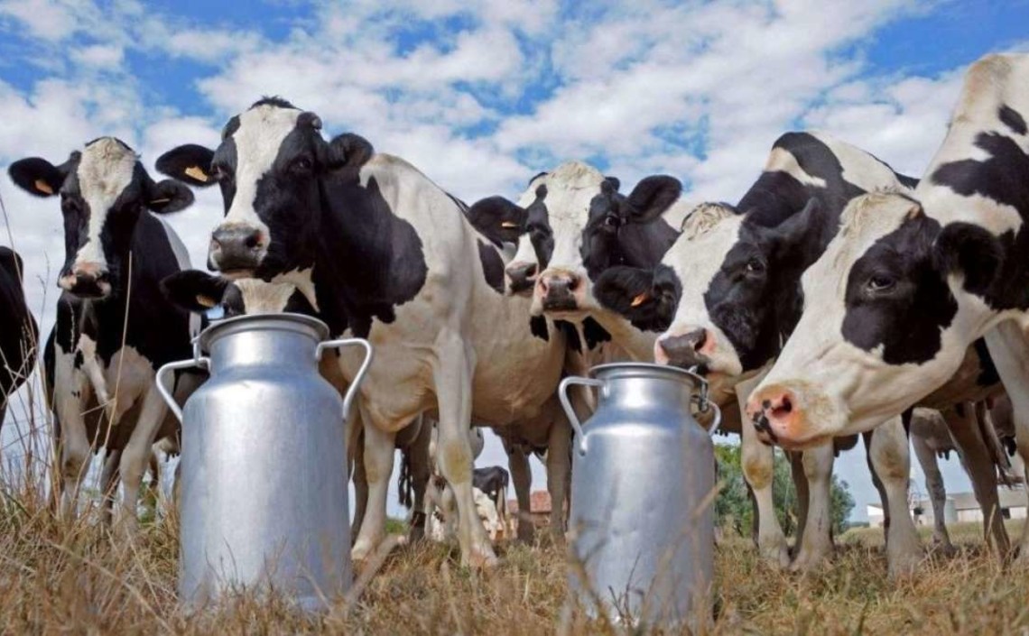 Молочная продуктивность коров выросла на 6%