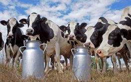 Молочная продуктивность коров выросла на 6%