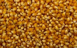 Прогнозируется снижение объёма торговли кукурузой и другими фуражными зерновыми