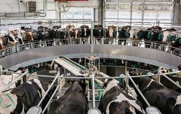 Минсельхоз: В Тюменской области растет производство молока