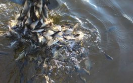 В Нижегородской области начался сезон массового зарыбления водоемов