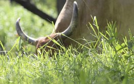 Выпас молочных коров на люцерне и райграсе – когда давать концентраты