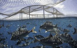 Производство органической аквакультуры в ЕС увеличилось на 60%
