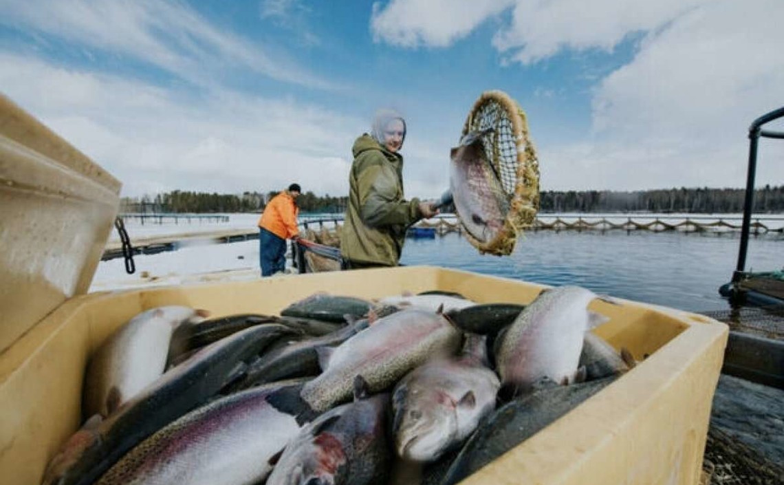 Производство продукции товарной аквакультуры в России выросло на 4%