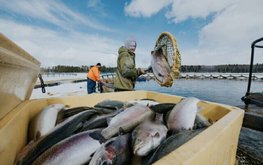 Производство продукции товарной аквакультуры в России выросло на 4%