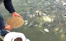 Vinh Hoan инвестирует в производство кормов для рыб