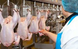 Россия увеличила объем экспорта птицы в 1,5 раза