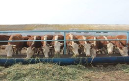Для племенных животноводческих хозяйств Дона создана лаборатория генетического анализа