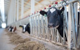 Пензенская область &ndash; в лидерах по производству сельхозпродукции среди регионов ПФО