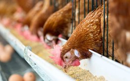 В Голландии объявили результаты кормления кур запрещённым ранее белком