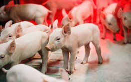 В Баварии снижают выбросы свиноводства при помощи многоэтапного кормления