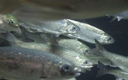 В мае в Мурманскую область ввезли 3,72 млн мальков лосося
