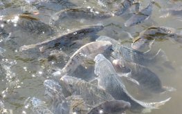 В Мексике падает производство тилапии