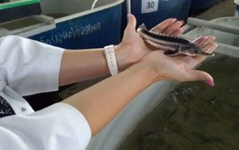Учёные прикаспийских стран обсудили меры повышения эффективности воспроизводства осетровых