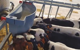В Европе призывают расширить использование продуктов переработки молока в кормлении животных